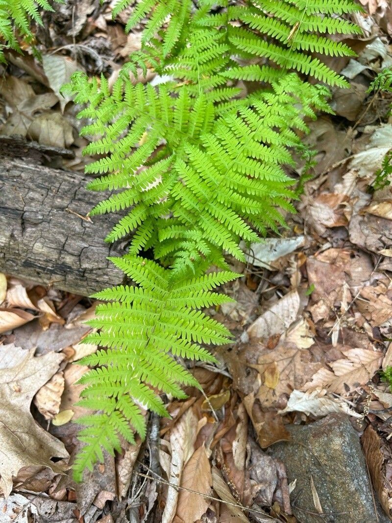 New York Fern photo 4
