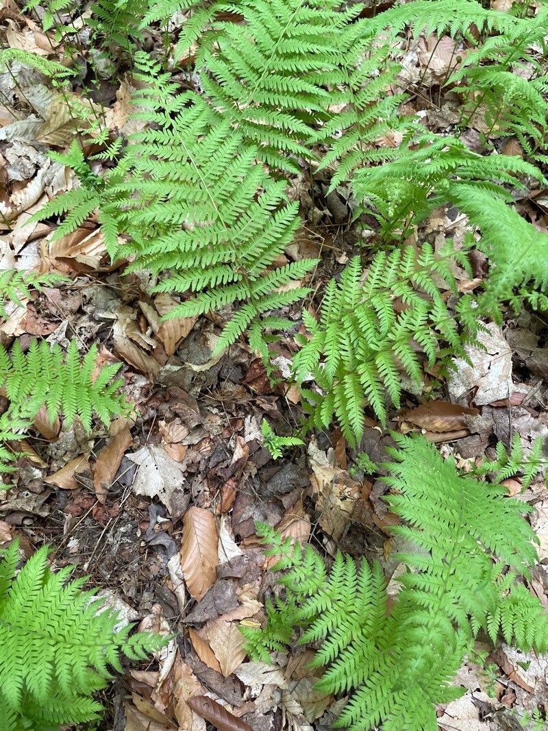 New York Fern photo 5