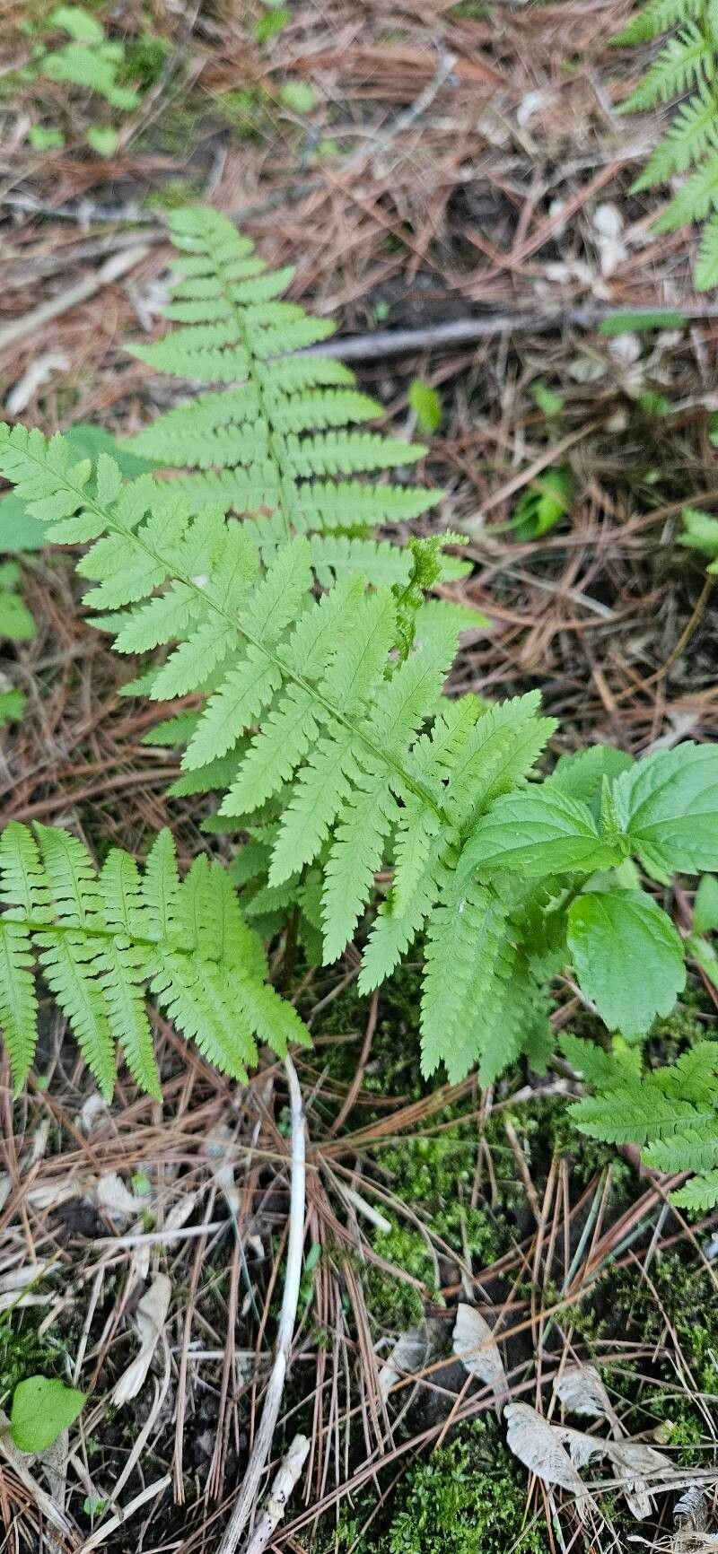 New York Fern photo 6