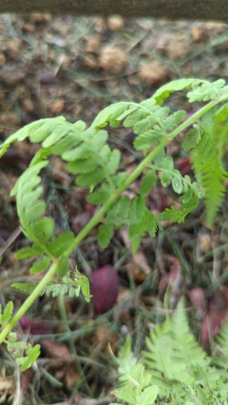 New York Fern photo 7