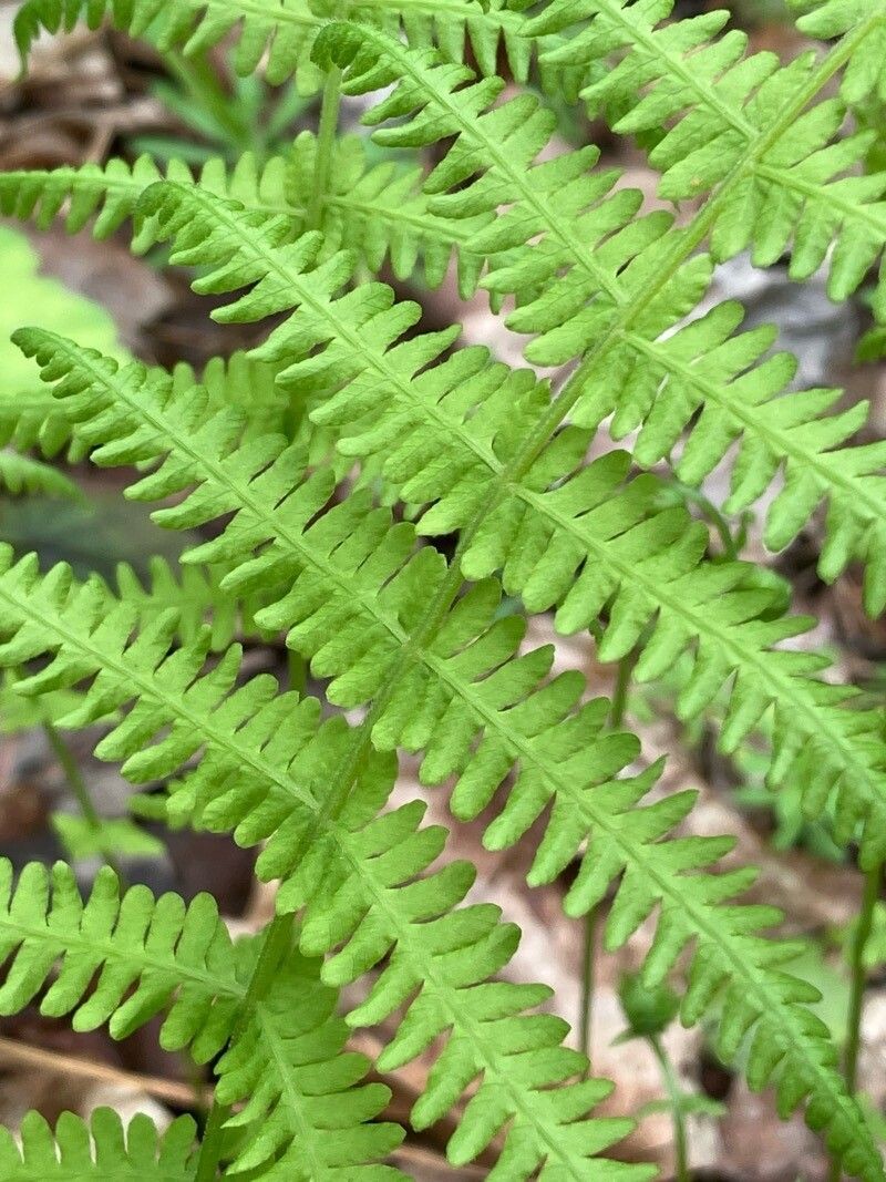 New York Fern photo 8