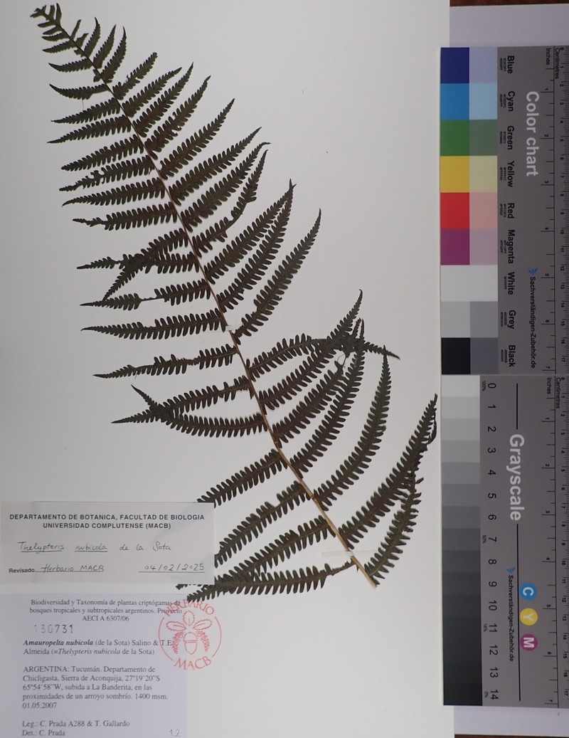 Thelypteris nubicola photo 2