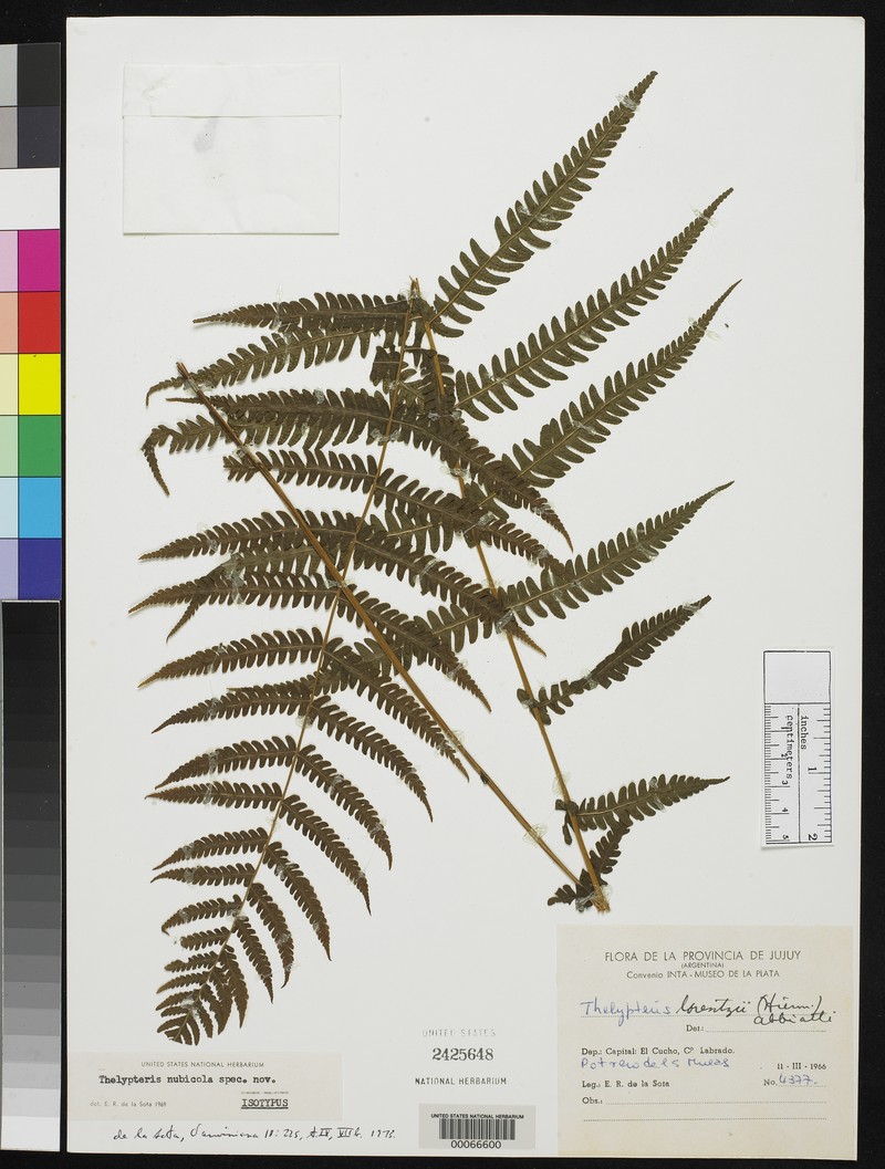 Thelypteris nubicola