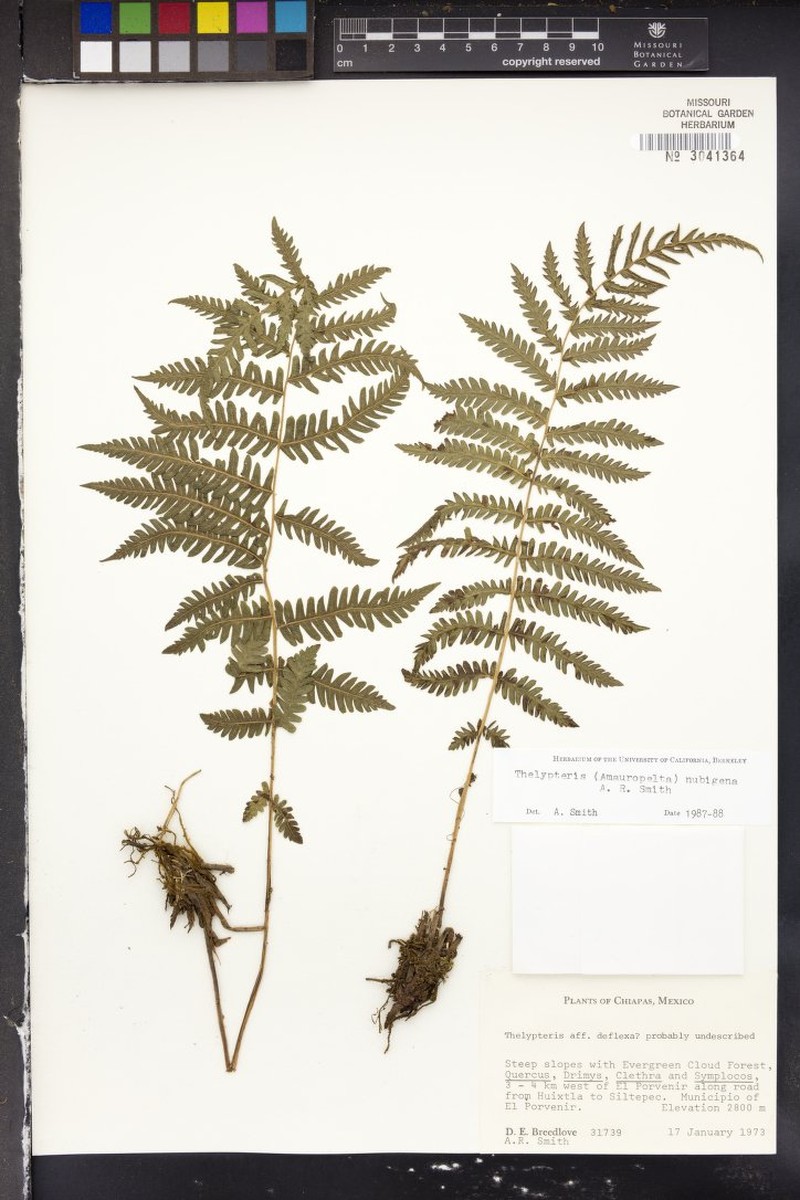 Thelypteris nubigena