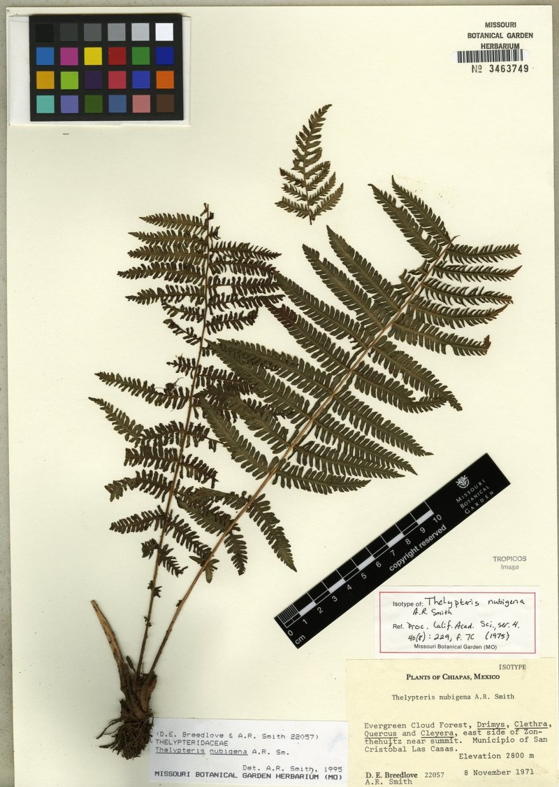Thelypteris nubigena photo 2