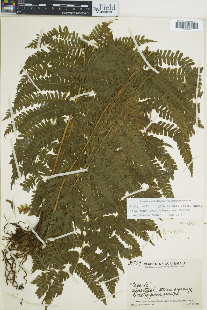 Thelypteris nubigena photo 3