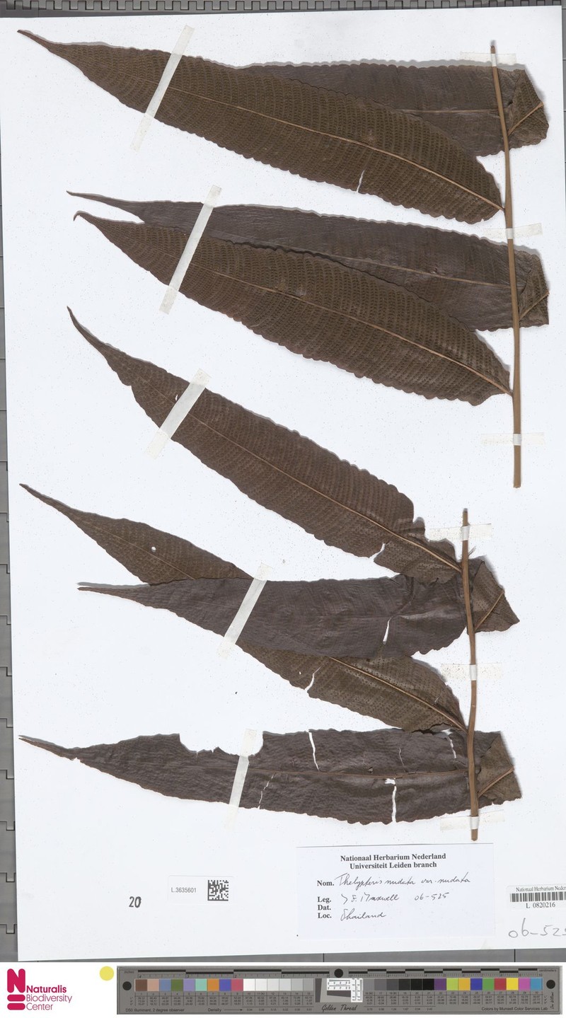 Thelypteris nudata