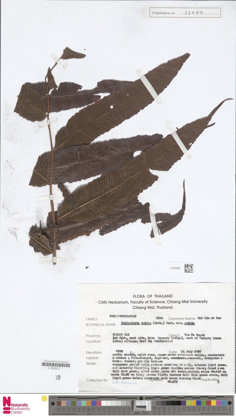 Thelypteris nudata photo 2