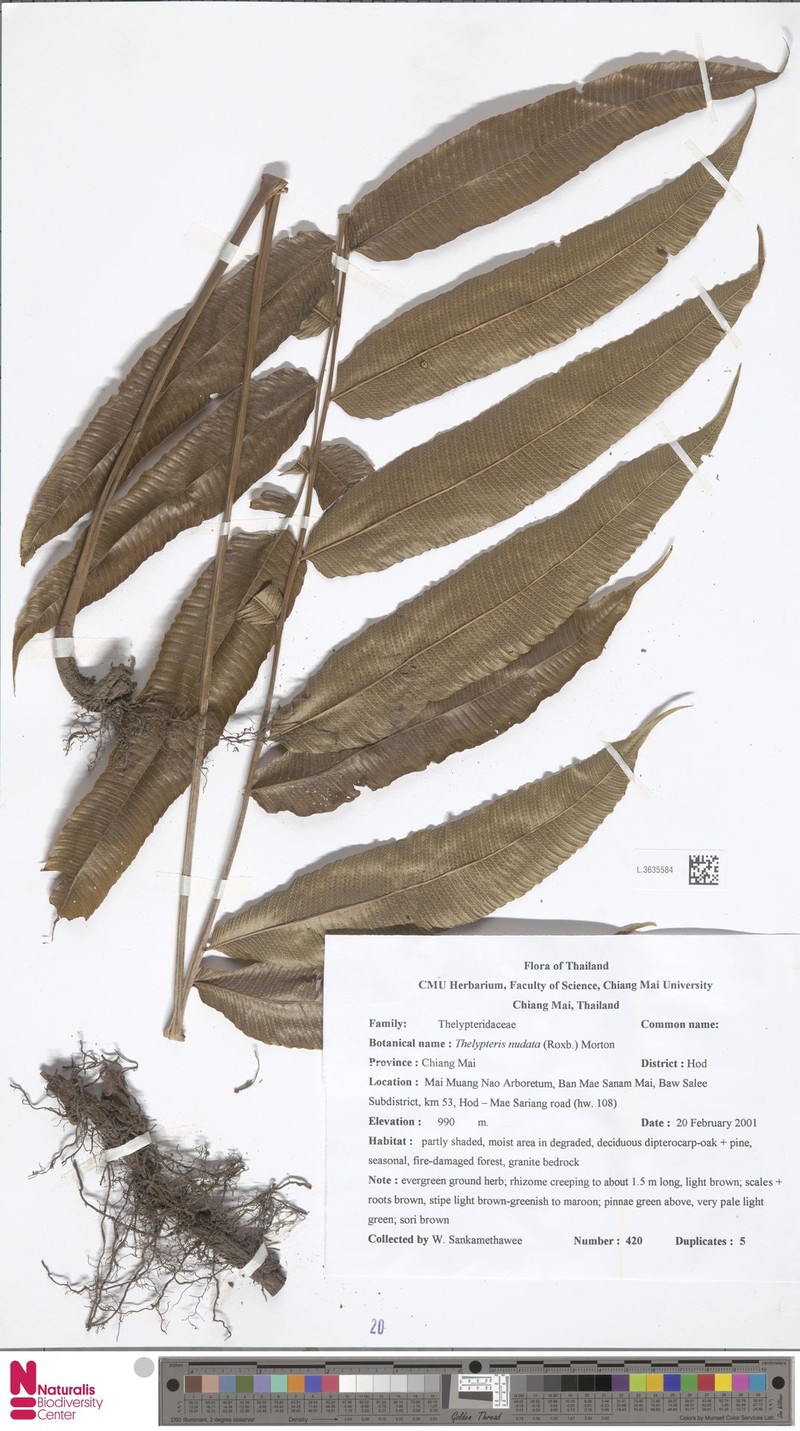 Thelypteris nudata photo 3