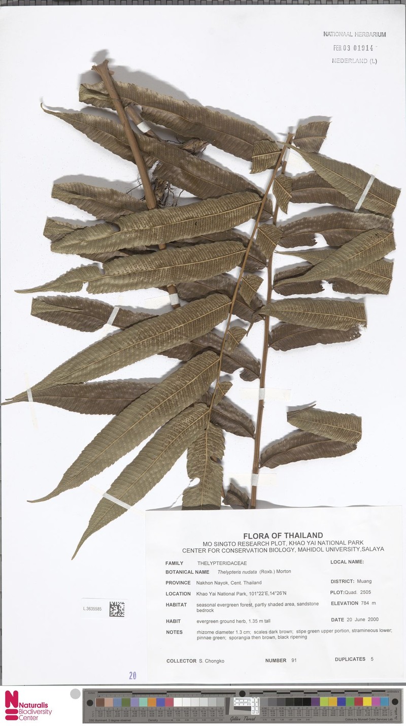 Thelypteris nudata photo 4