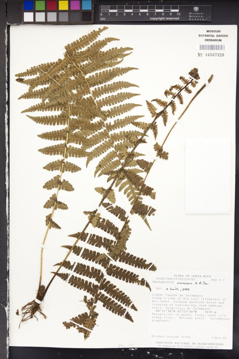 Thelypteris oaxacana