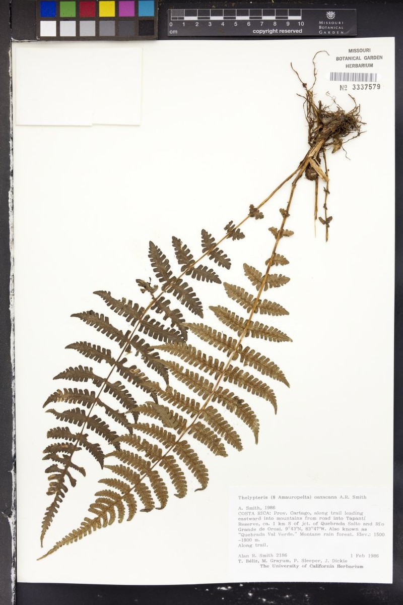 Thelypteris oaxacana photo 2