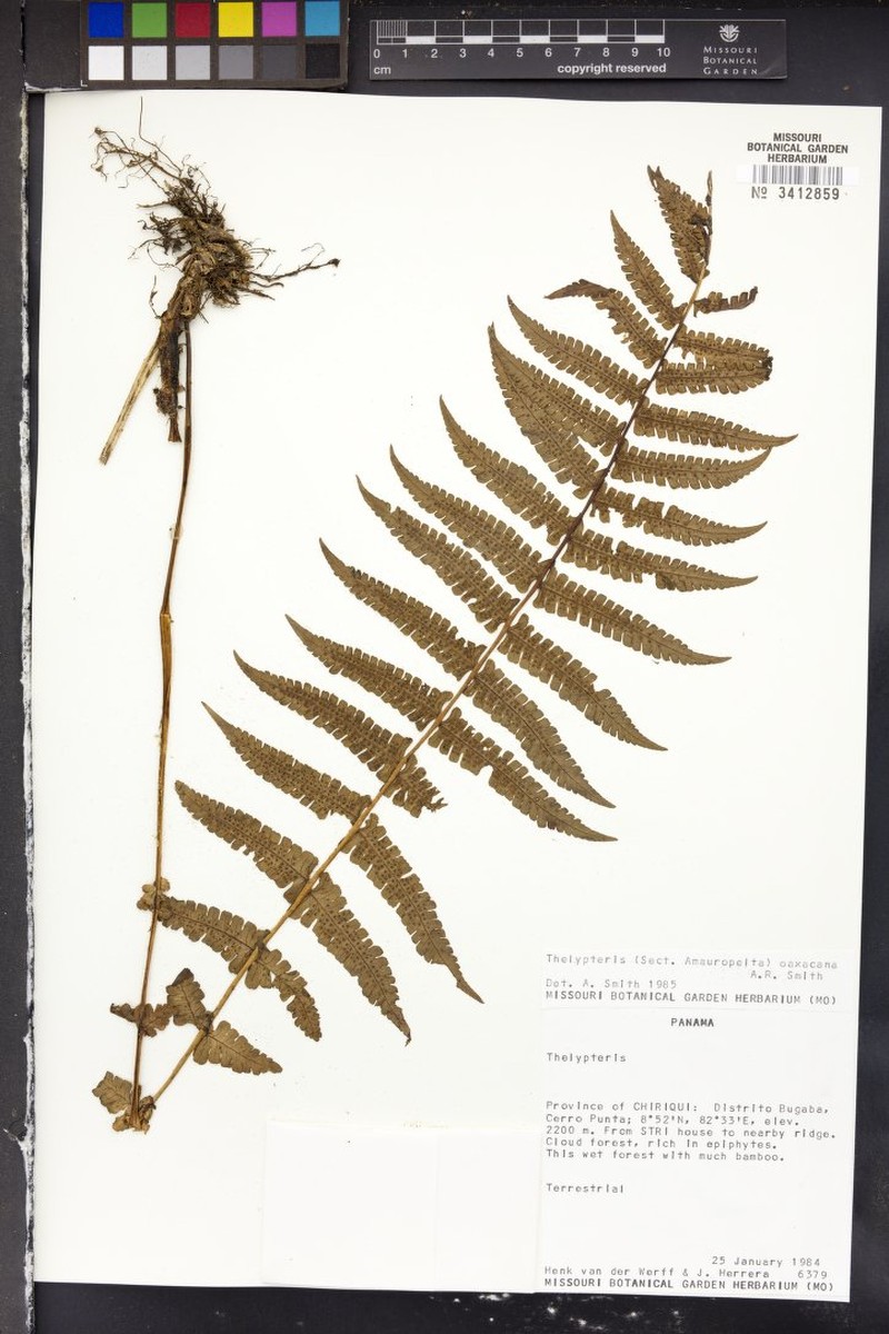 Thelypteris oaxacana photo 3