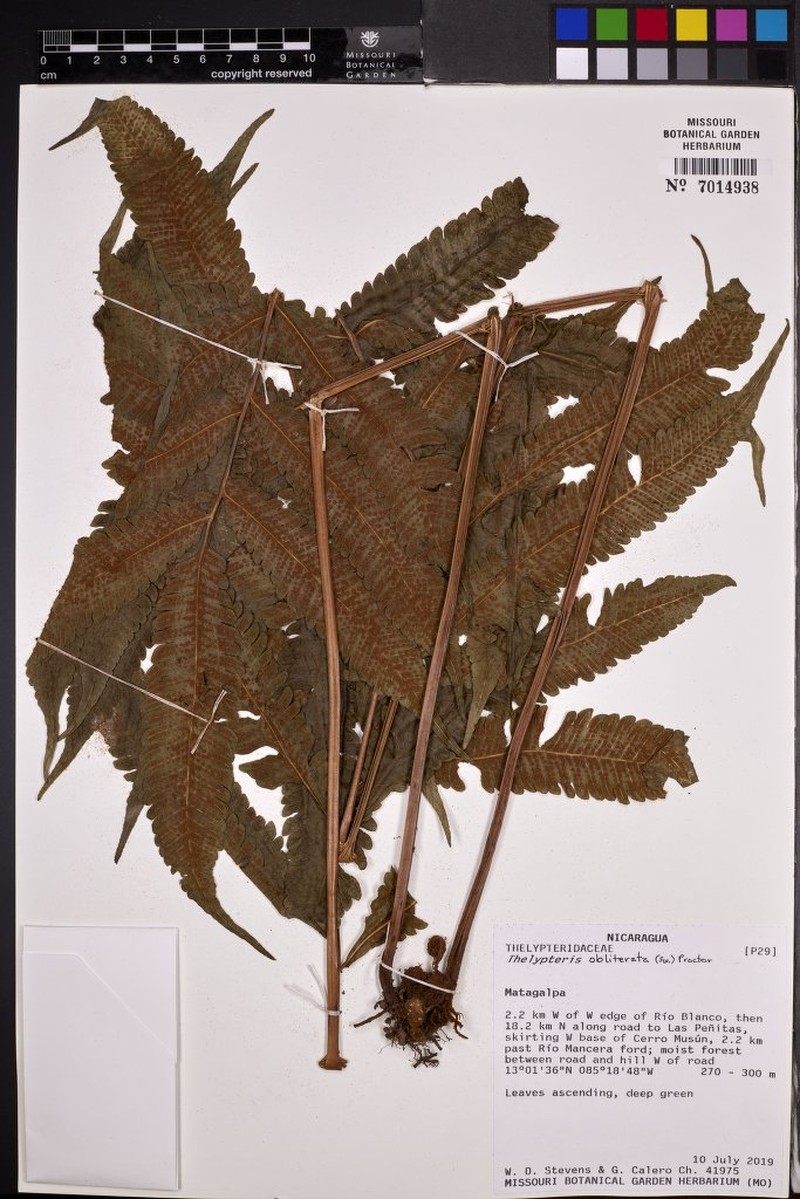 Thelypteris obliterata