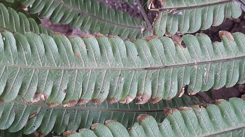 Thelypteris obliterata photo 2