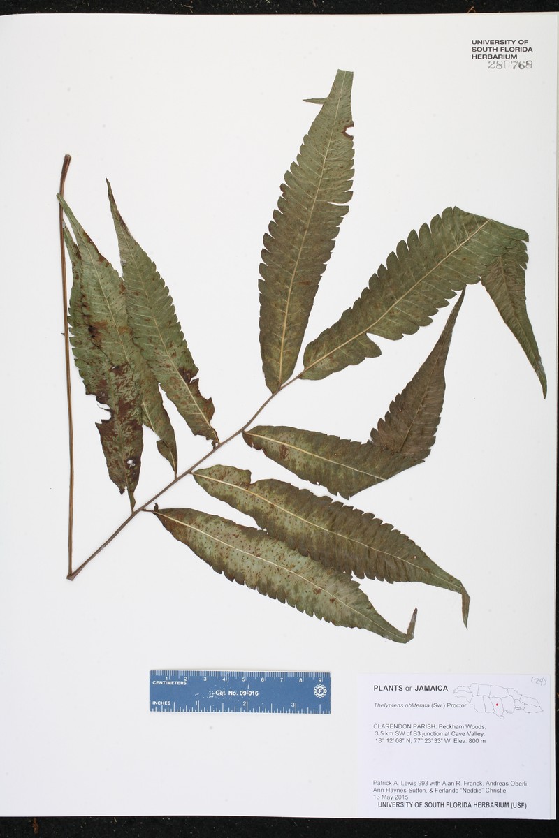 Thelypteris obliterata photo 3