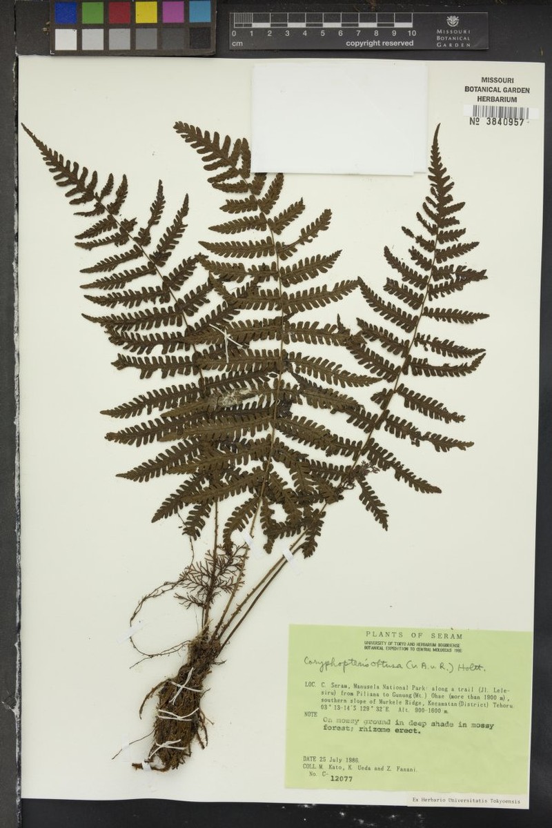 Thelypteris obtusata