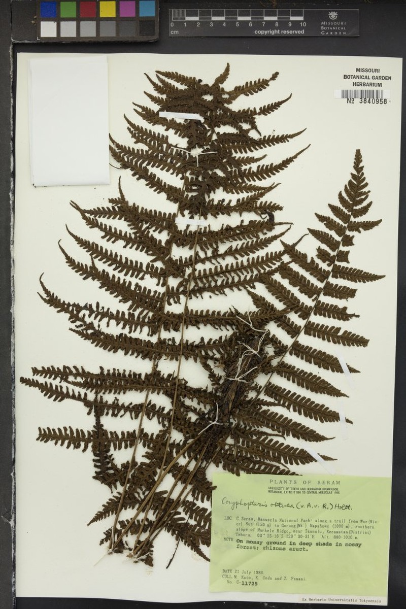 Thelypteris obtusata photo 2