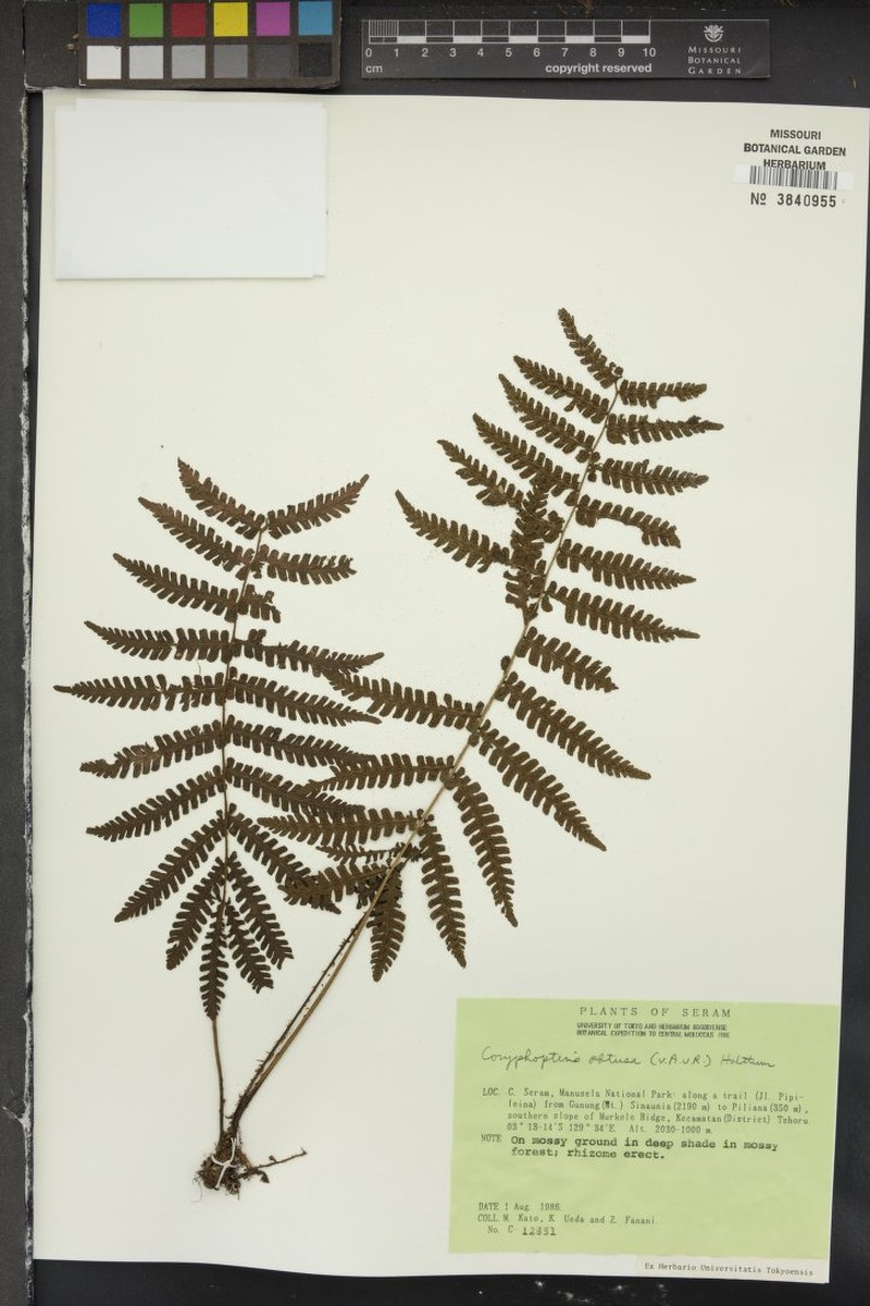 Thelypteris obtusata photo 3