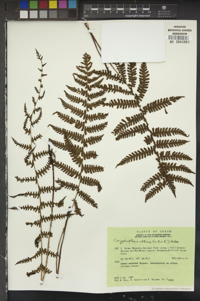 Thelypteris obtusata photo 4