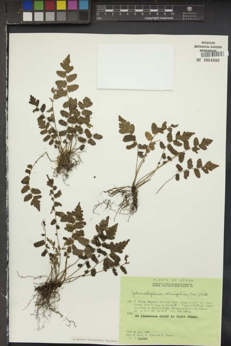 Thelypteris obtusifolia