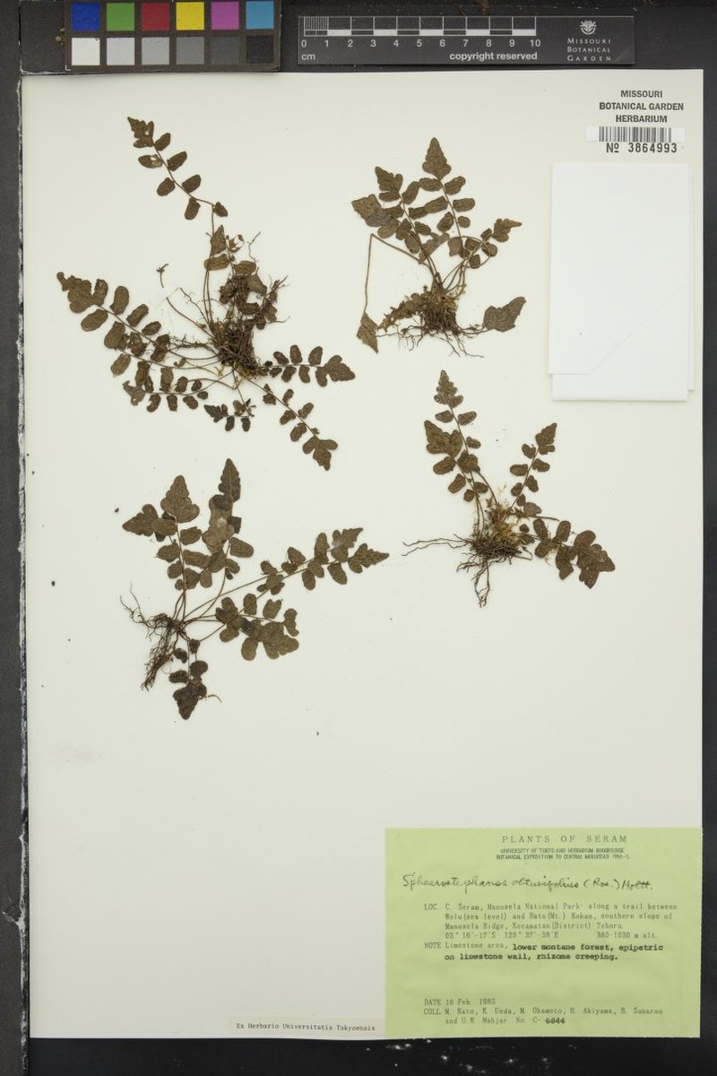Thelypteris obtusifolia photo 2
