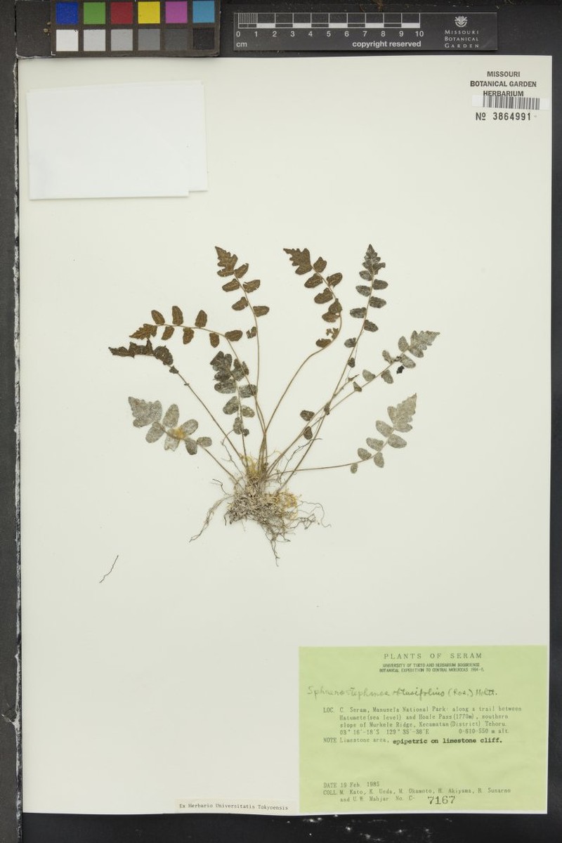 Thelypteris obtusifolia photo 3