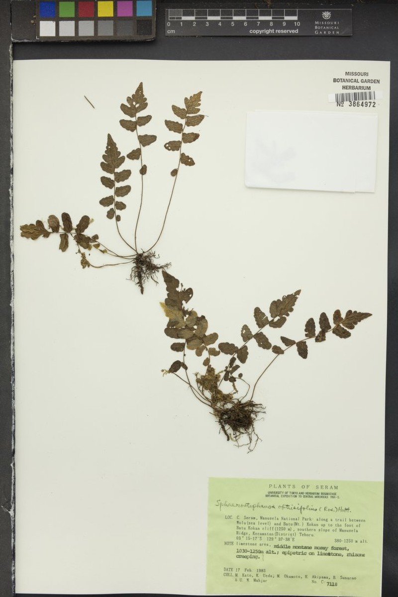 Thelypteris obtusifolia photo 4