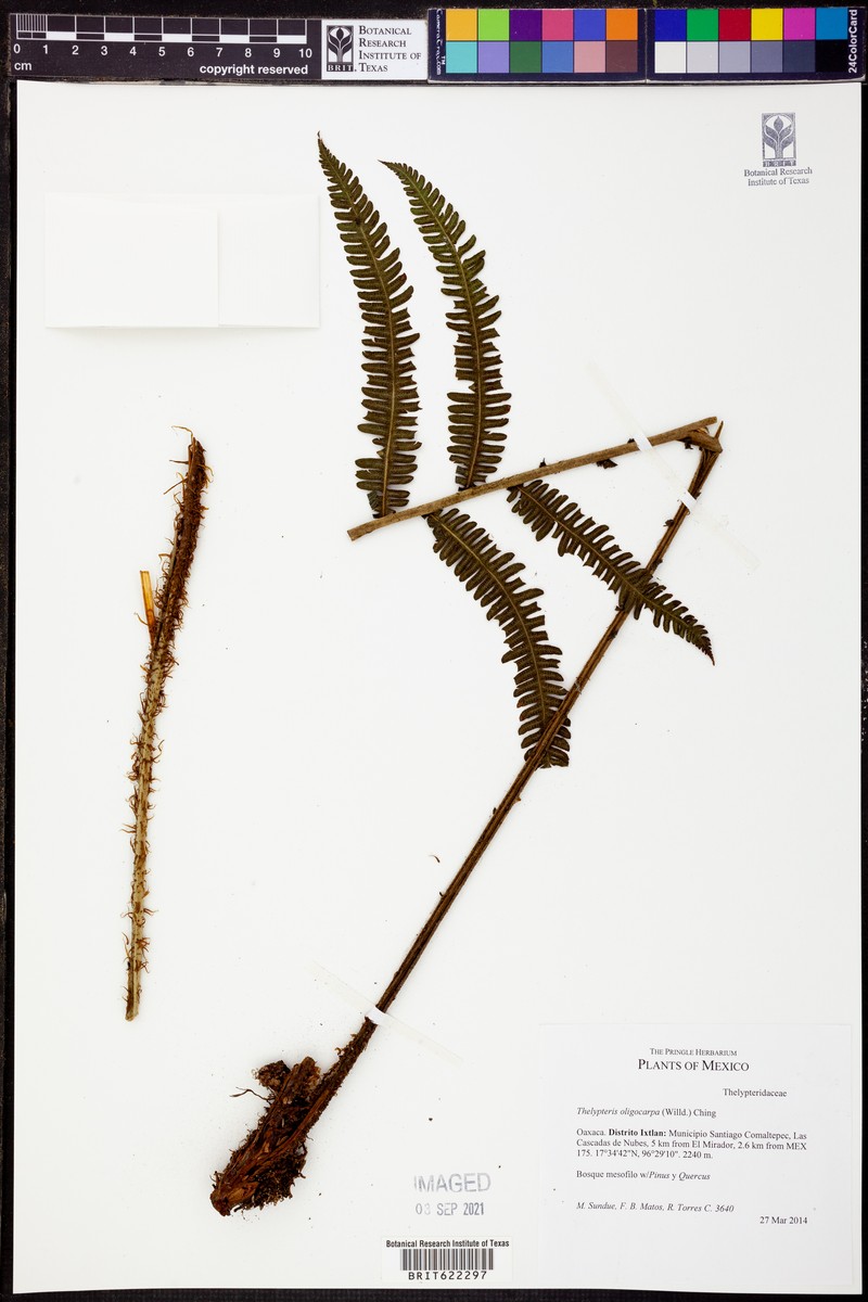 Thelypteris oligocarpa