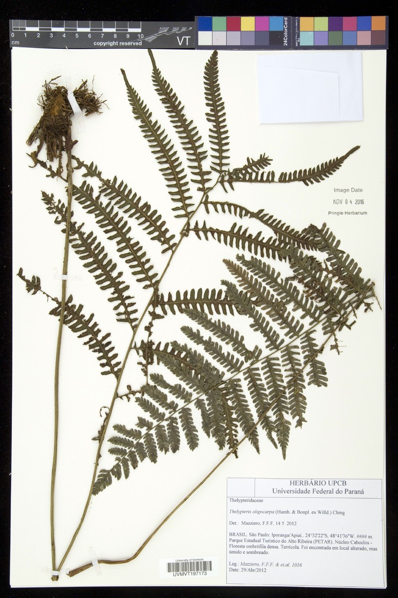 Thelypteris oligocarpa photo 2