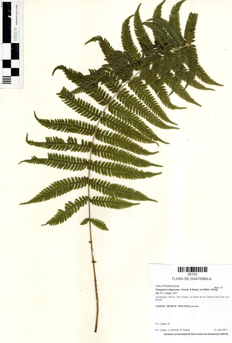 Thelypteris oligocarpa photo 3