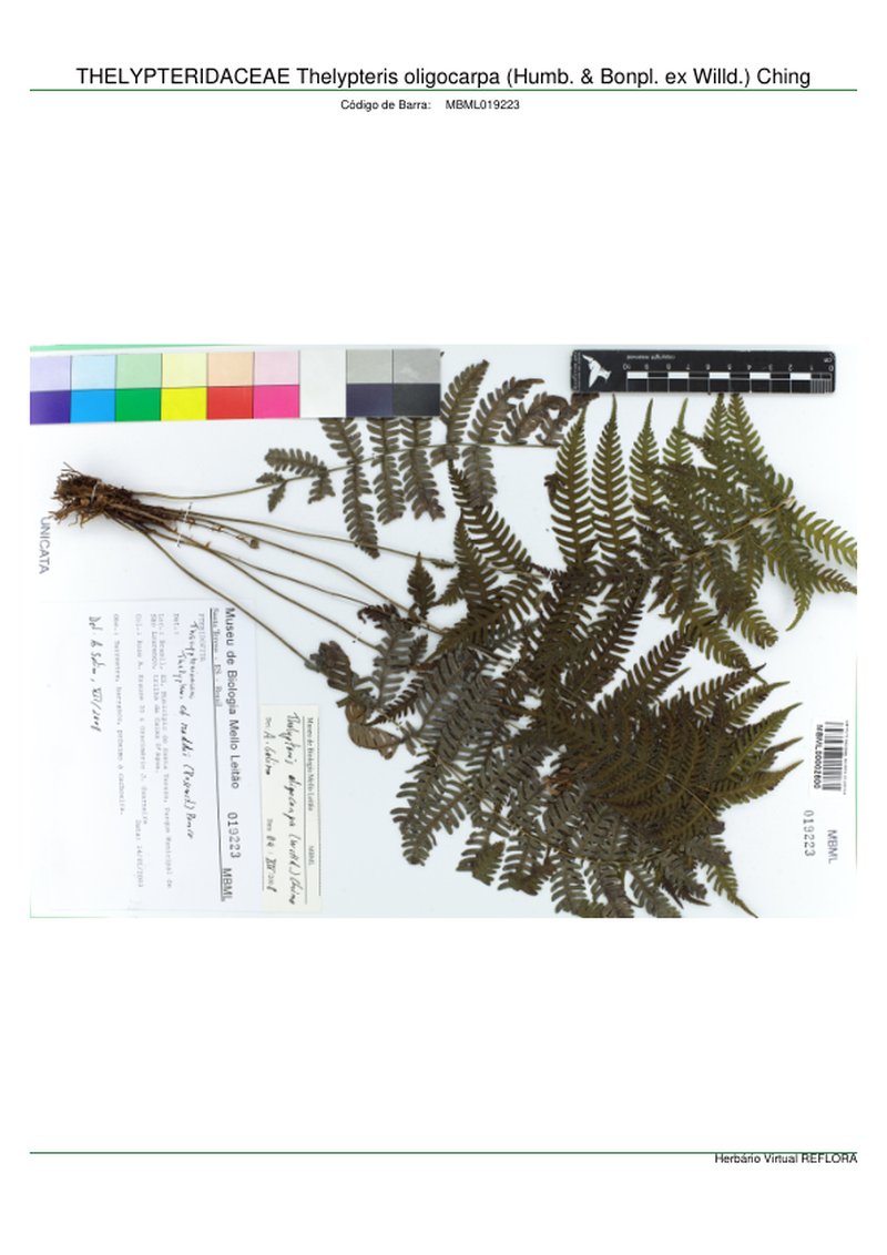 Thelypteris oligocarpa