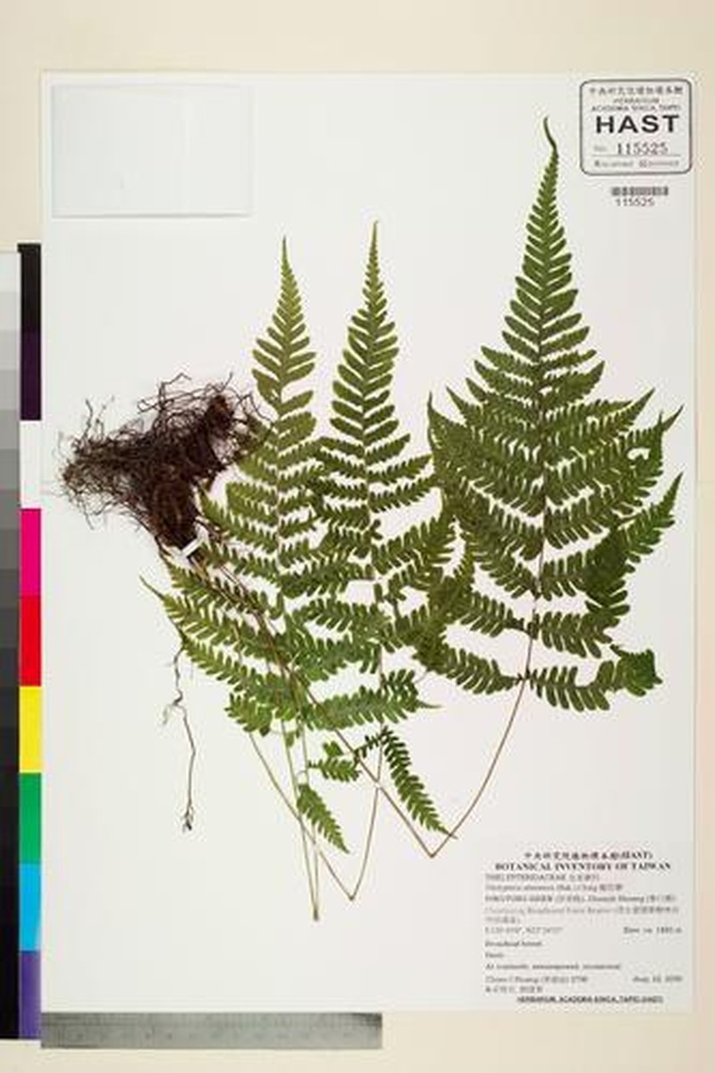 Thelypteris omeiensis