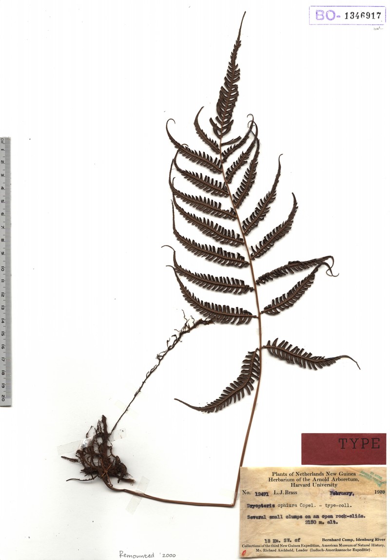 Thelypteris ophiura photo 2