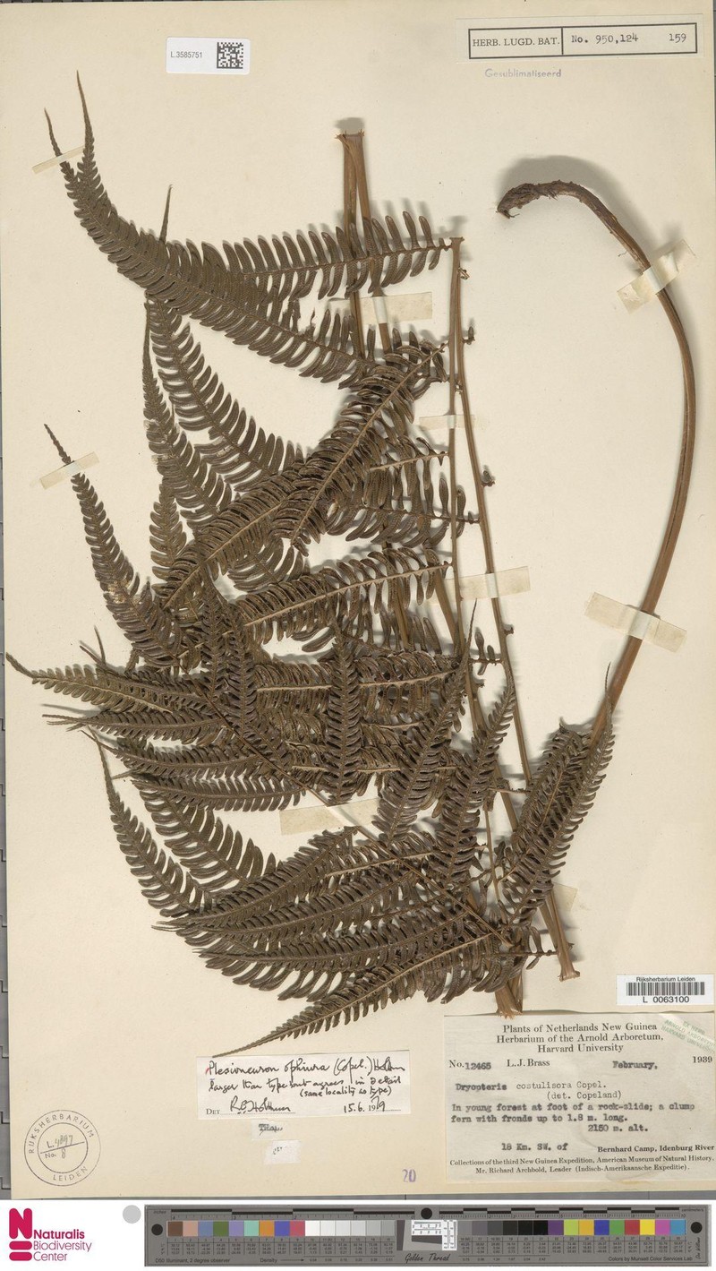 Thelypteris ophiura