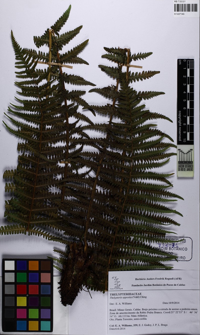 Oppositeleaf Maiden Fern