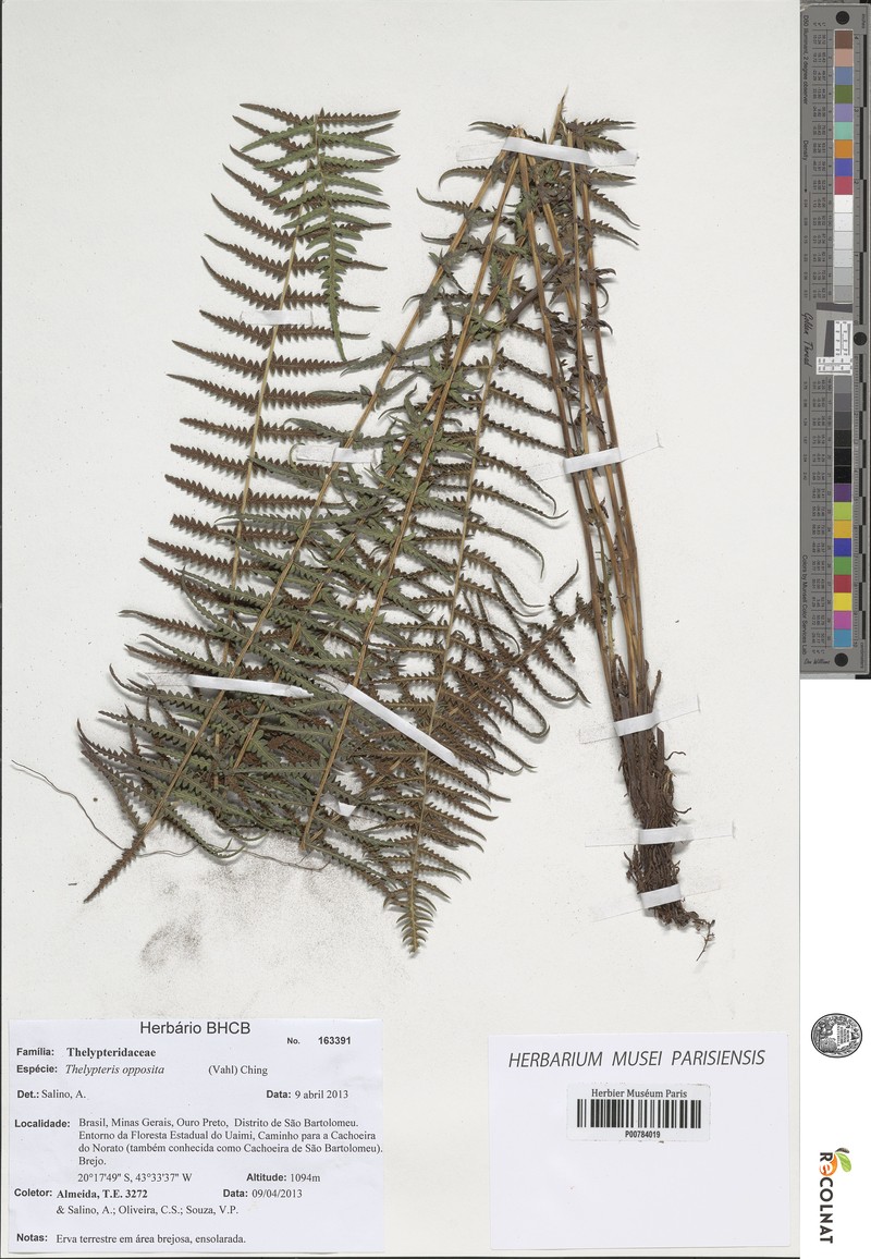 Oppositeleaf Maiden Fern photo 2