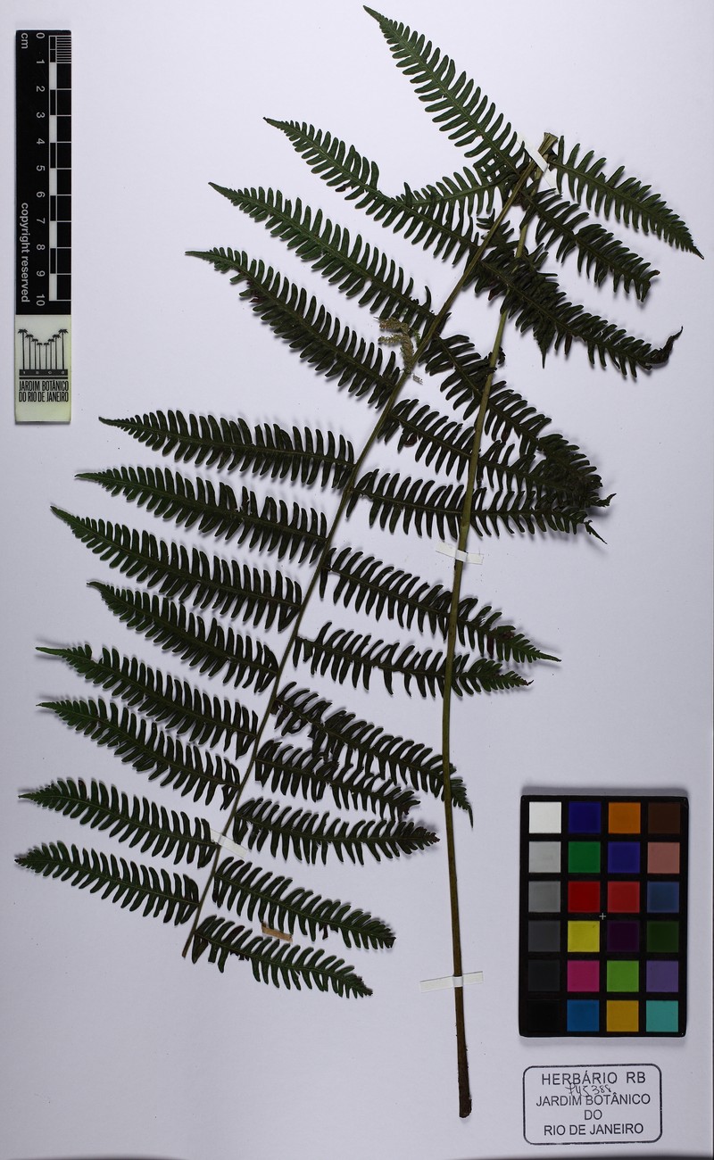 Oppositeleaf Maiden Fern photo 3