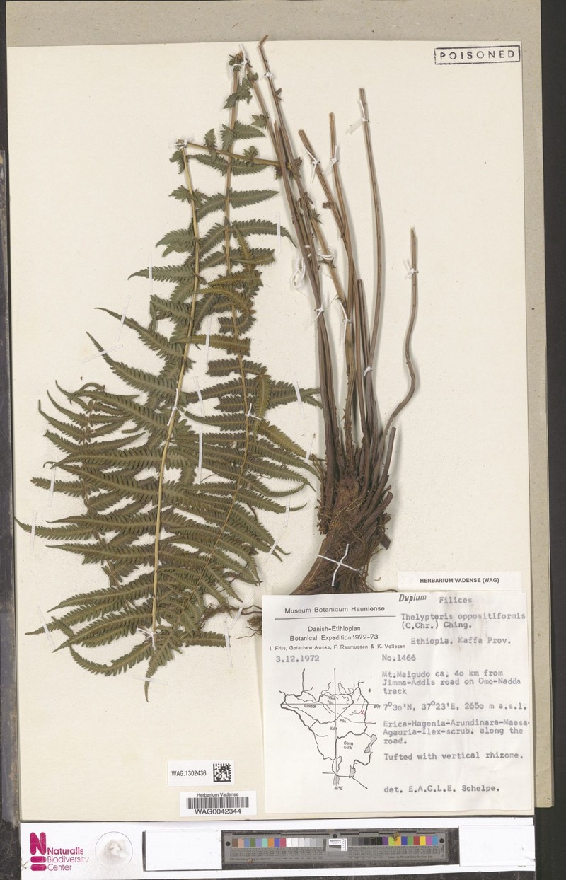 Thelypteris oppositiformis
