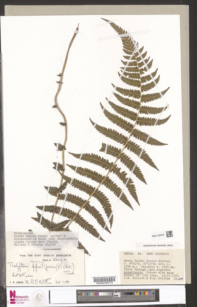 Thelypteris oppositiformis photo 2