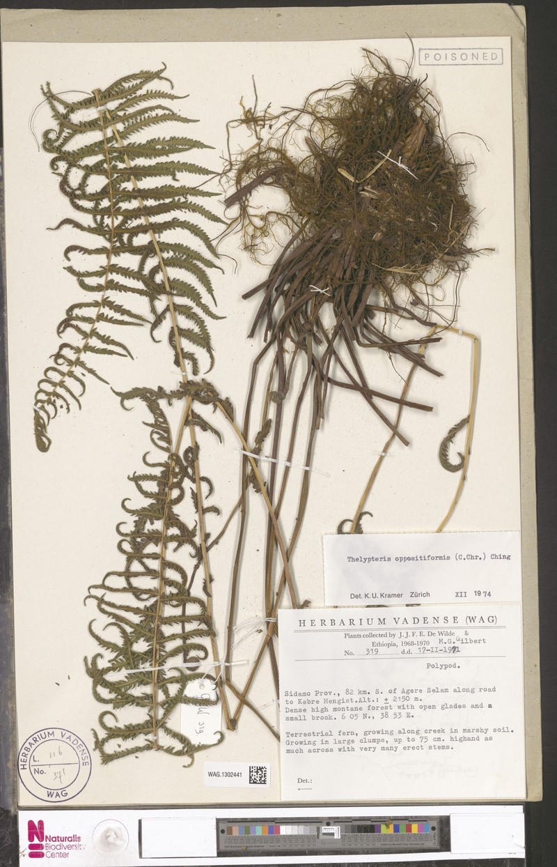 Thelypteris oppositiformis photo 3