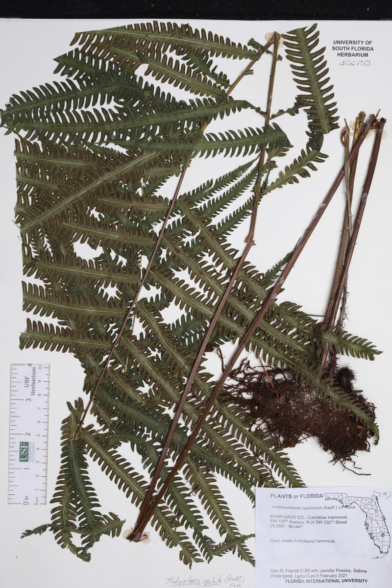 Jeweled Maiden Fern