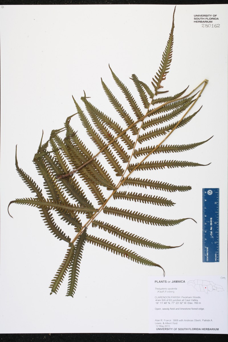 Jeweled Maiden Fern photo 2