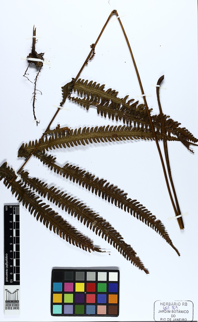 Jeweled Maiden Fern photo 3
