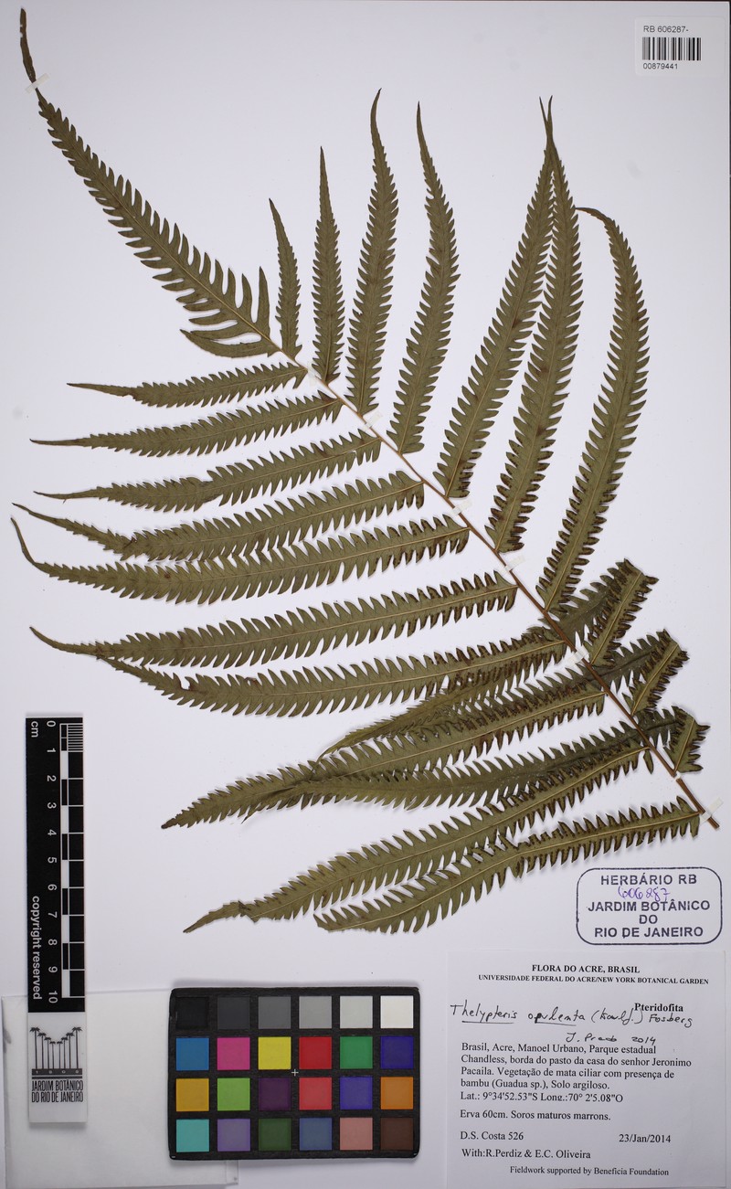 Jeweled Maiden Fern photo 4