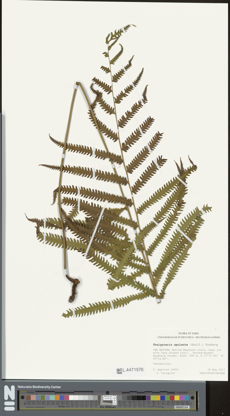 Jeweled Maiden Fern photo 4