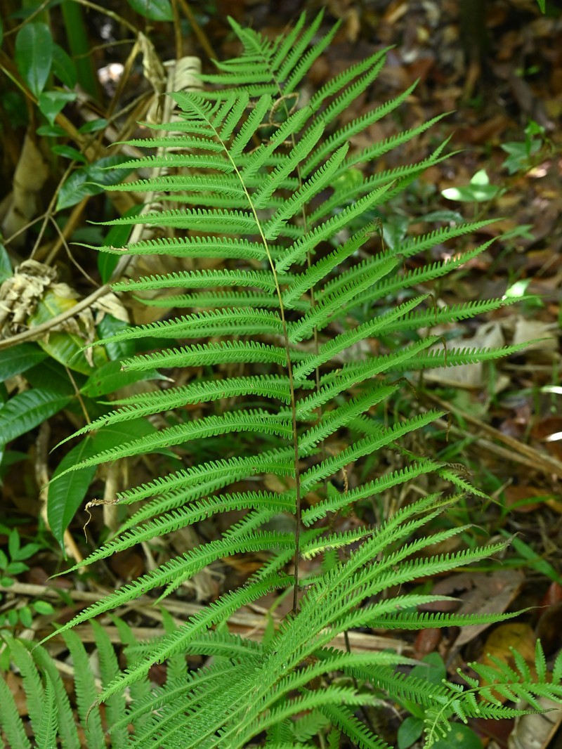 Jeweled Maiden Fern