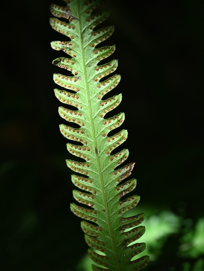 Jeweled Maiden Fern photo 5