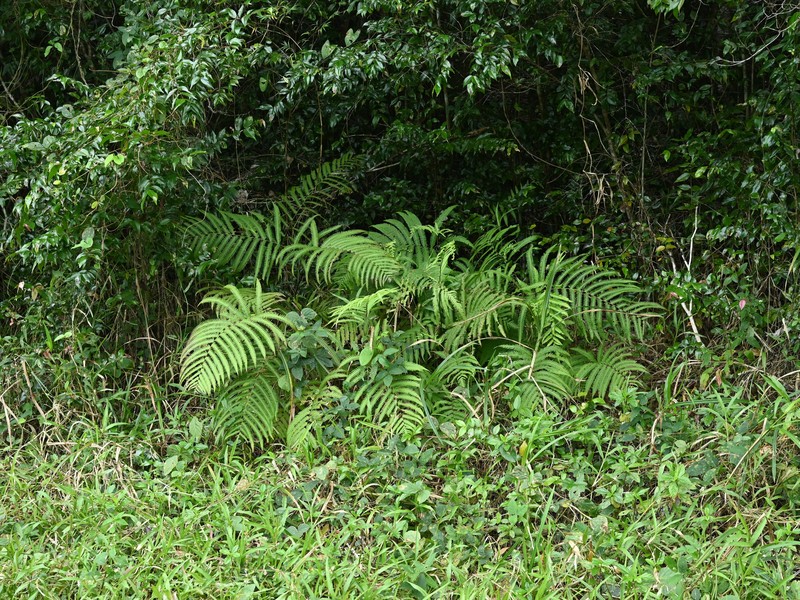 Jeweled Maiden Fern photo 6