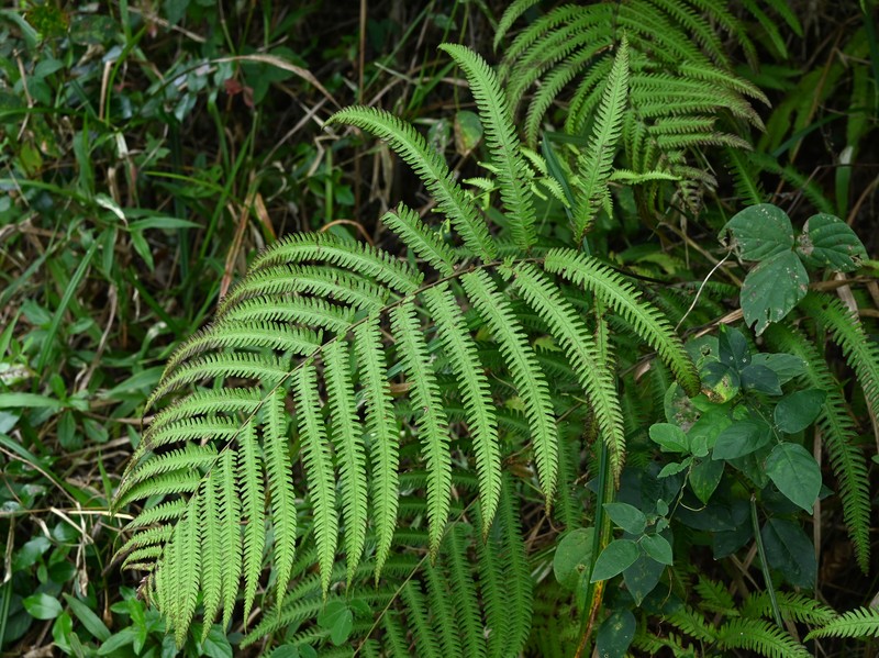 Jeweled Maiden Fern photo 7